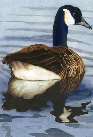 Canada Goose Watercolor Painting - Prints and Cards