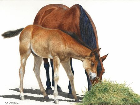 Mare and Foal Watercolor Painting - Prints and Cards